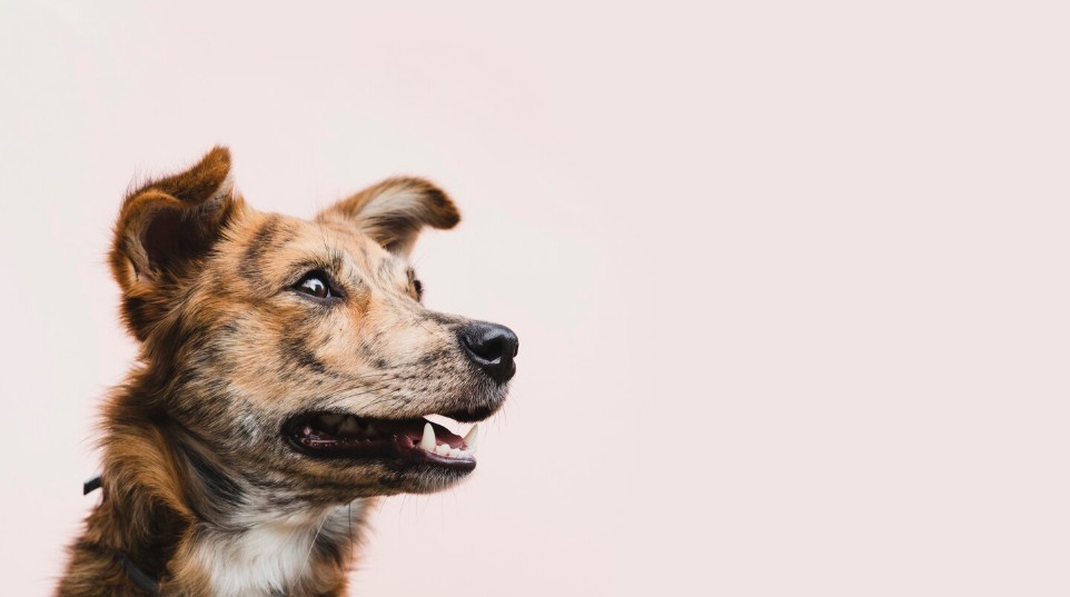 Pourquoi mon chien aboie-t-il sans raison ?