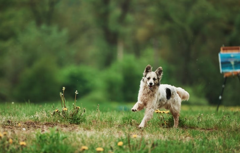 Mon chien fugue, comment faire ?