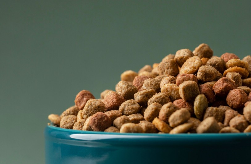 Croquettes sans céréales : pour quel type de chien sont-elles adaptées ?