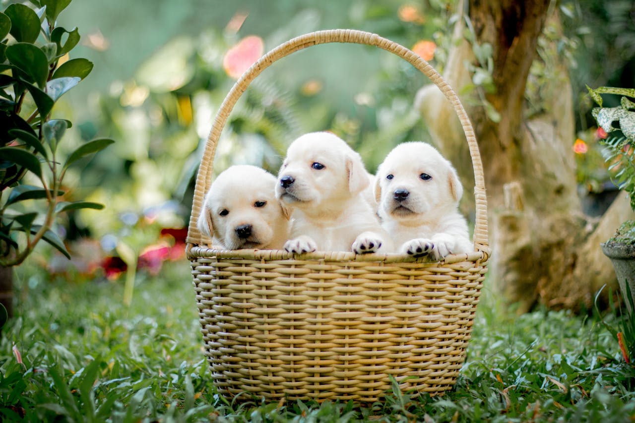 Adopter un chiot : êtes-vous vraiment prêt ?