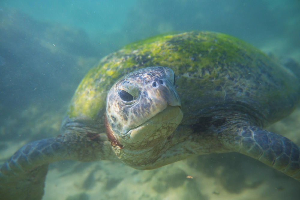 Que nourrir une tortue aquatique : aliments sûrs et interdits ?