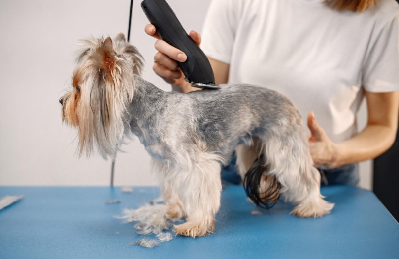 Comment bien tondre un chien à poils longs sans stress ? (ni pour lui, ni pour vous)