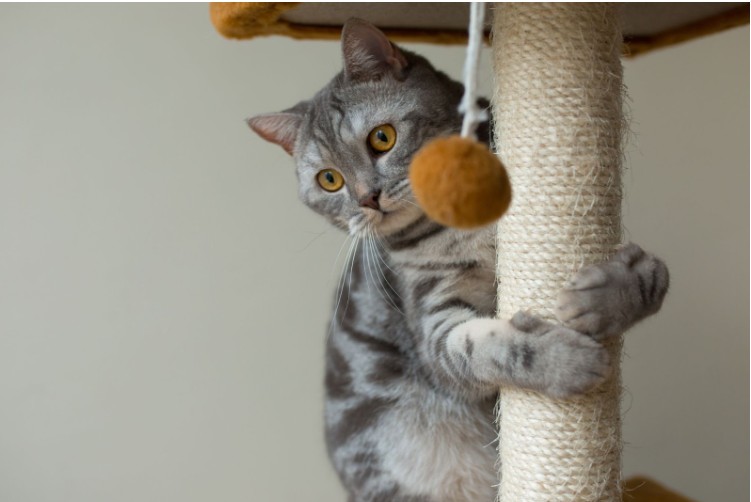 Comment Choisir l’Arbre à Chat Idéal pour Votre Félin : Guide Complet des Types et Caractéristiques