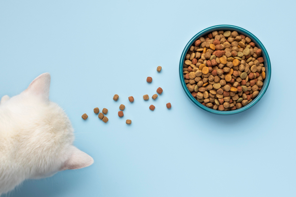 Pourquoi votre chat rejette ses croquettes : Causes et solutions