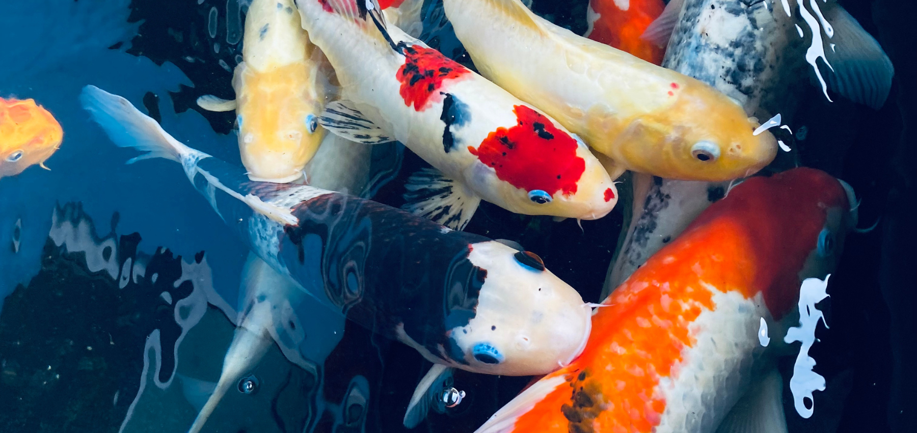 Pourquoi la carpe koï est le symbole de la sérénité et de la persévérance