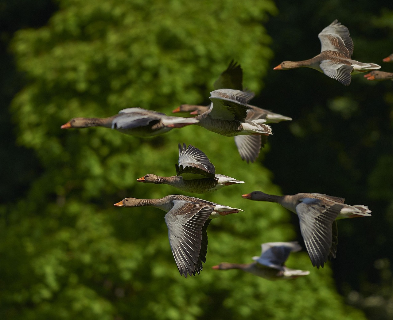 À la rencontre des oiseaux migrateurs : ces voyageurs qui traversent les continents