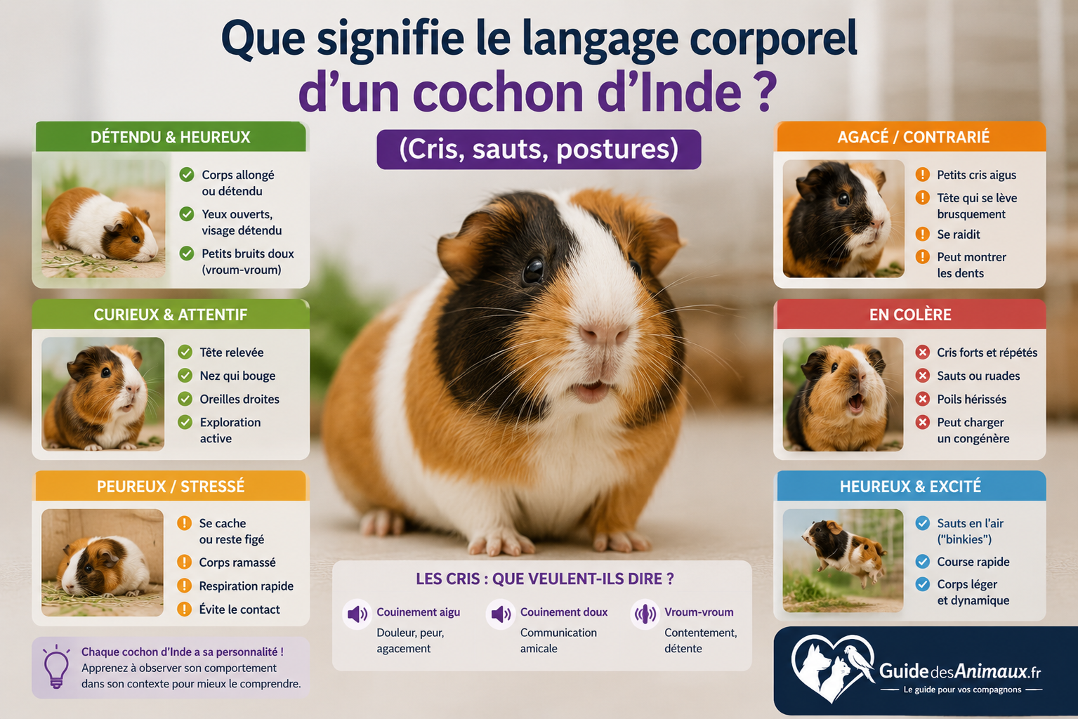 Que signifie le langage corporel d'un cochon d'Inde ? (Cris, sauts, postures)