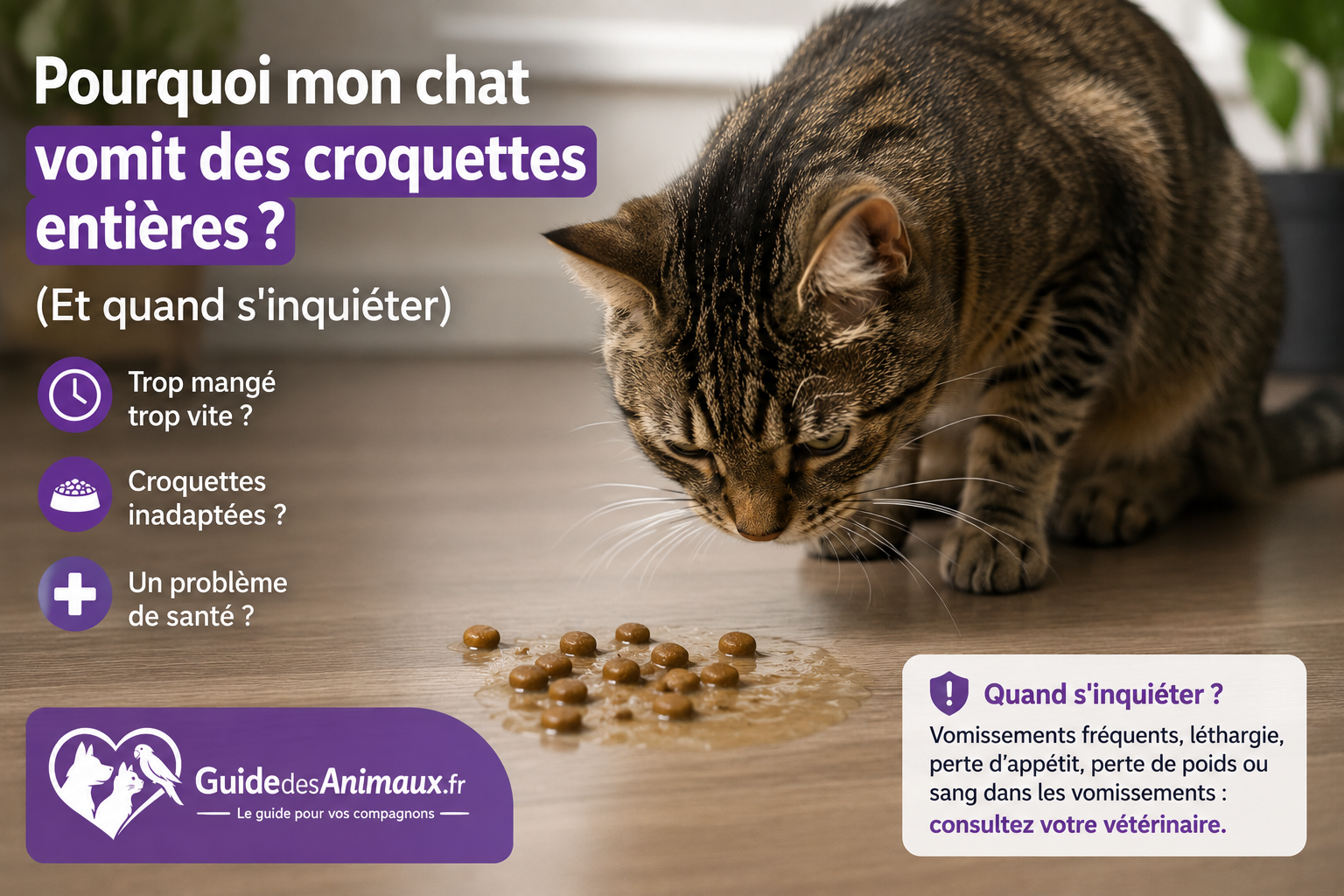 Pourquoi mon chat vomit des croquettes entières ? (Et quand s'inquiéter)