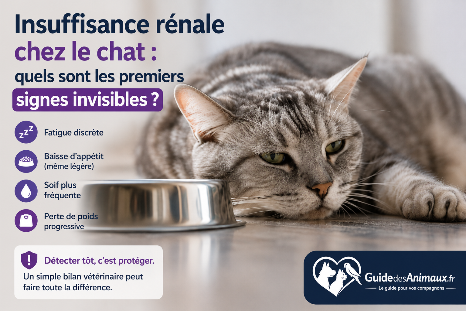 Insuffisance rénale chez le chat : quels sont les premiers signes invisibles ?
