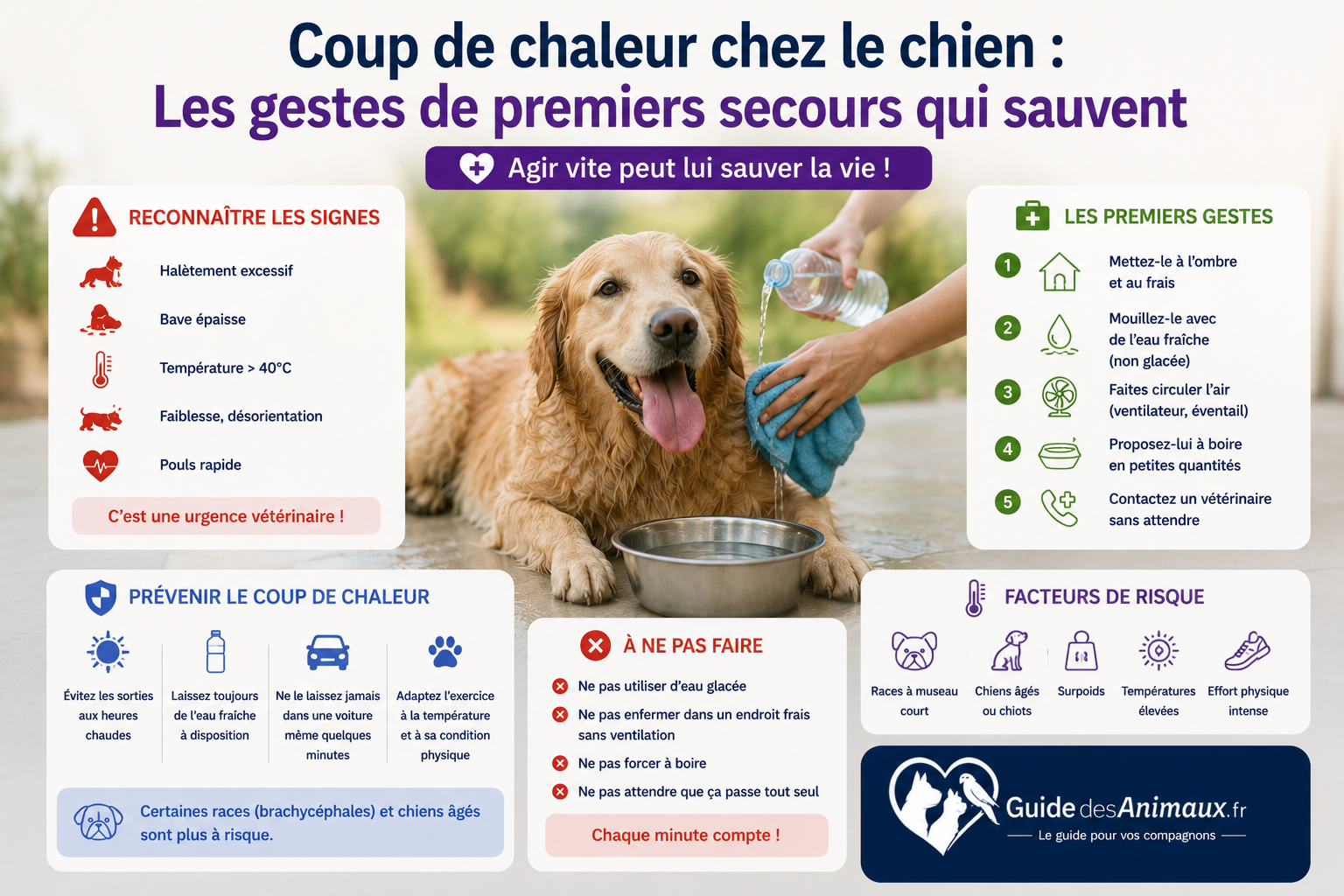 Coup de chaleur chez le chien : Les gestes de premiers secours qui sauvent