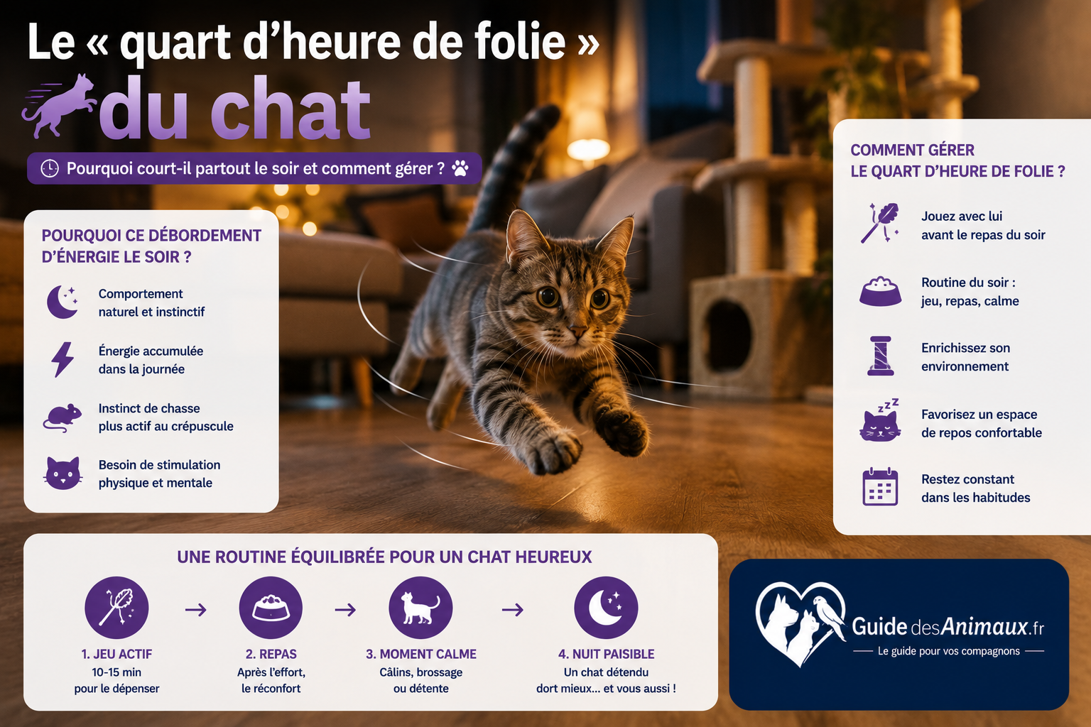 Le "quart d'heure de folie" du chat : Pourquoi court-il partout le soir et comment gérer ?