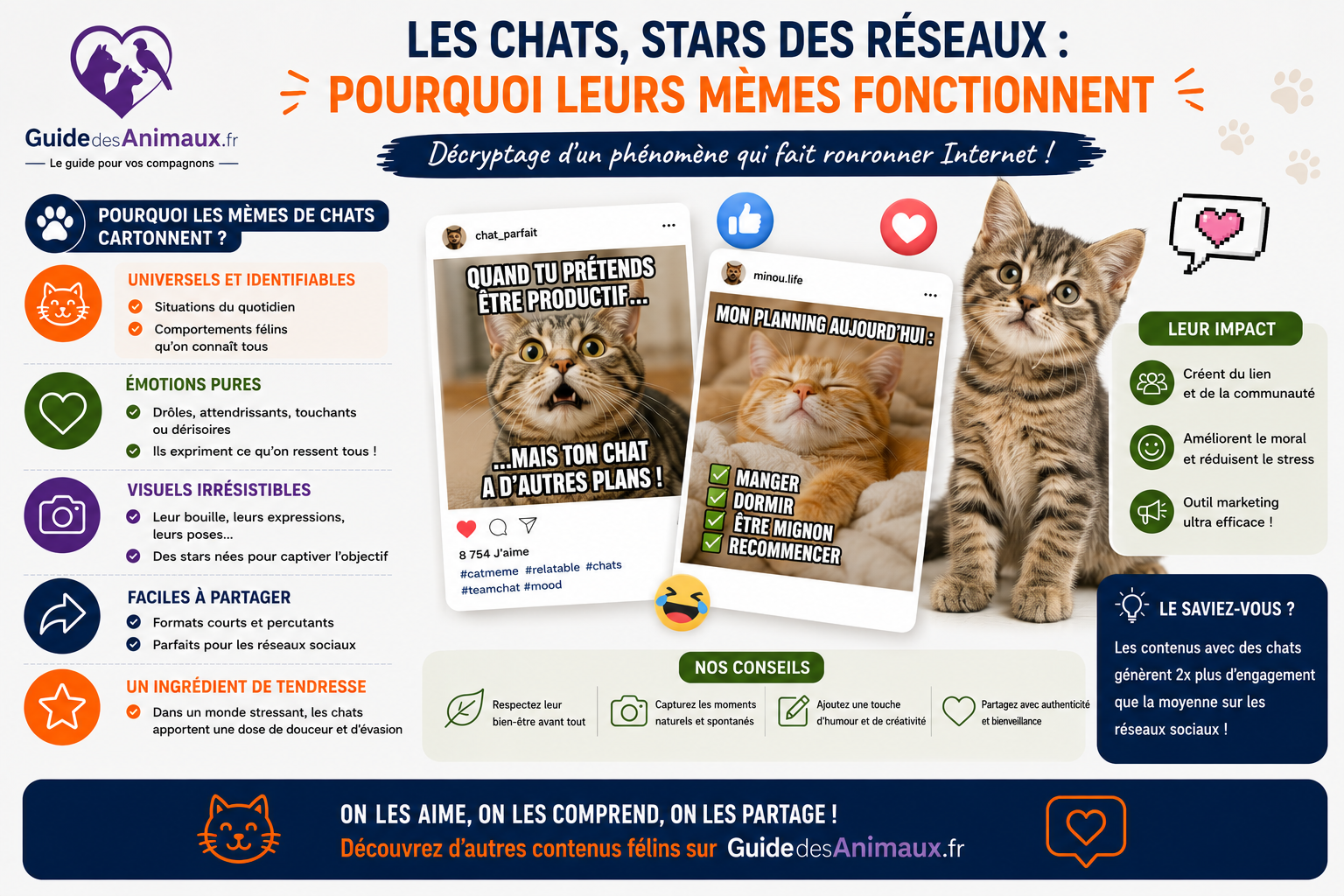 Les chats, stars des réseaux : pourquoi leurs mèmes fonctionnent