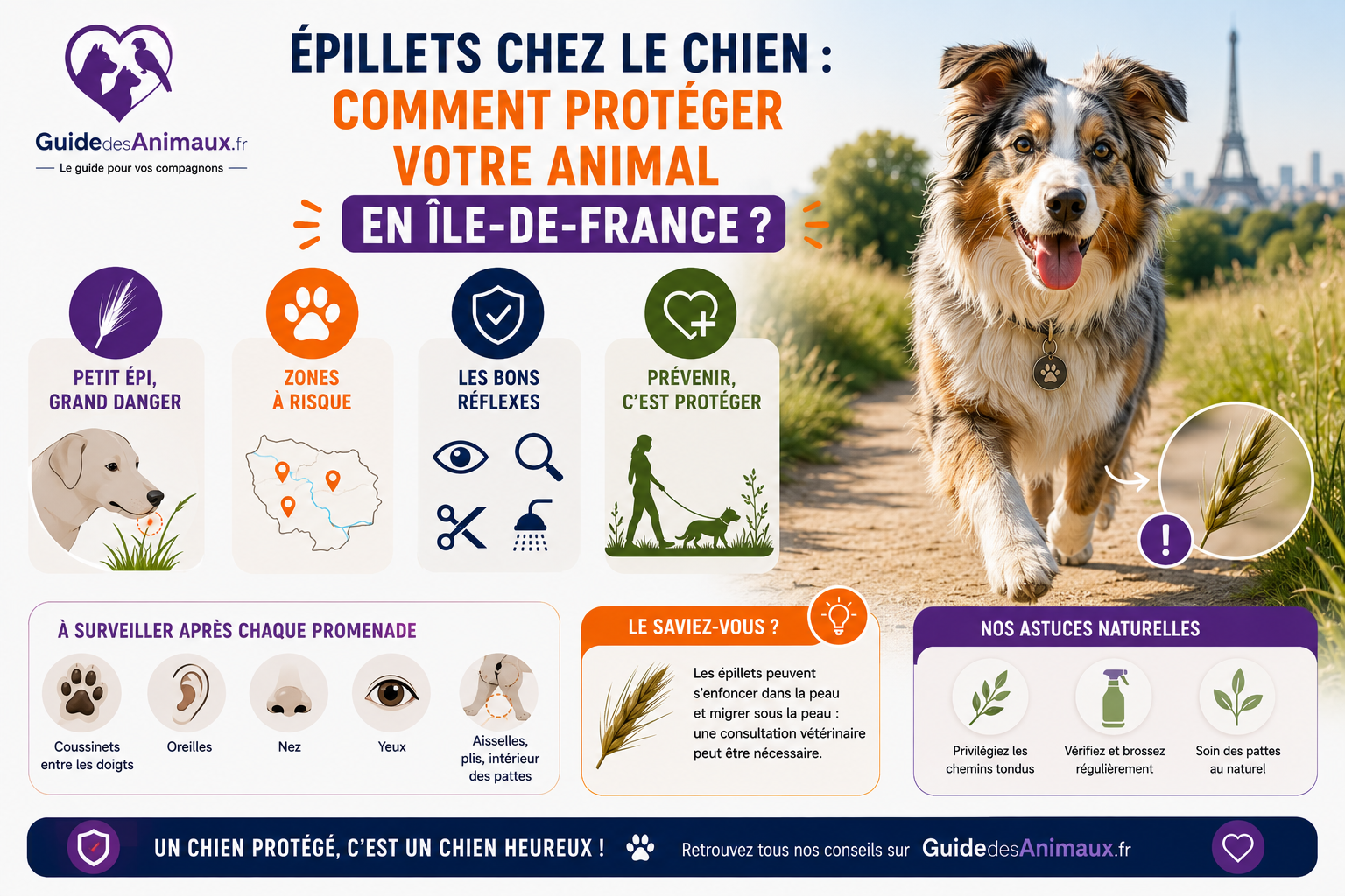 Épillets chez le chien : comment protéger votre animal en Île-de-France ?