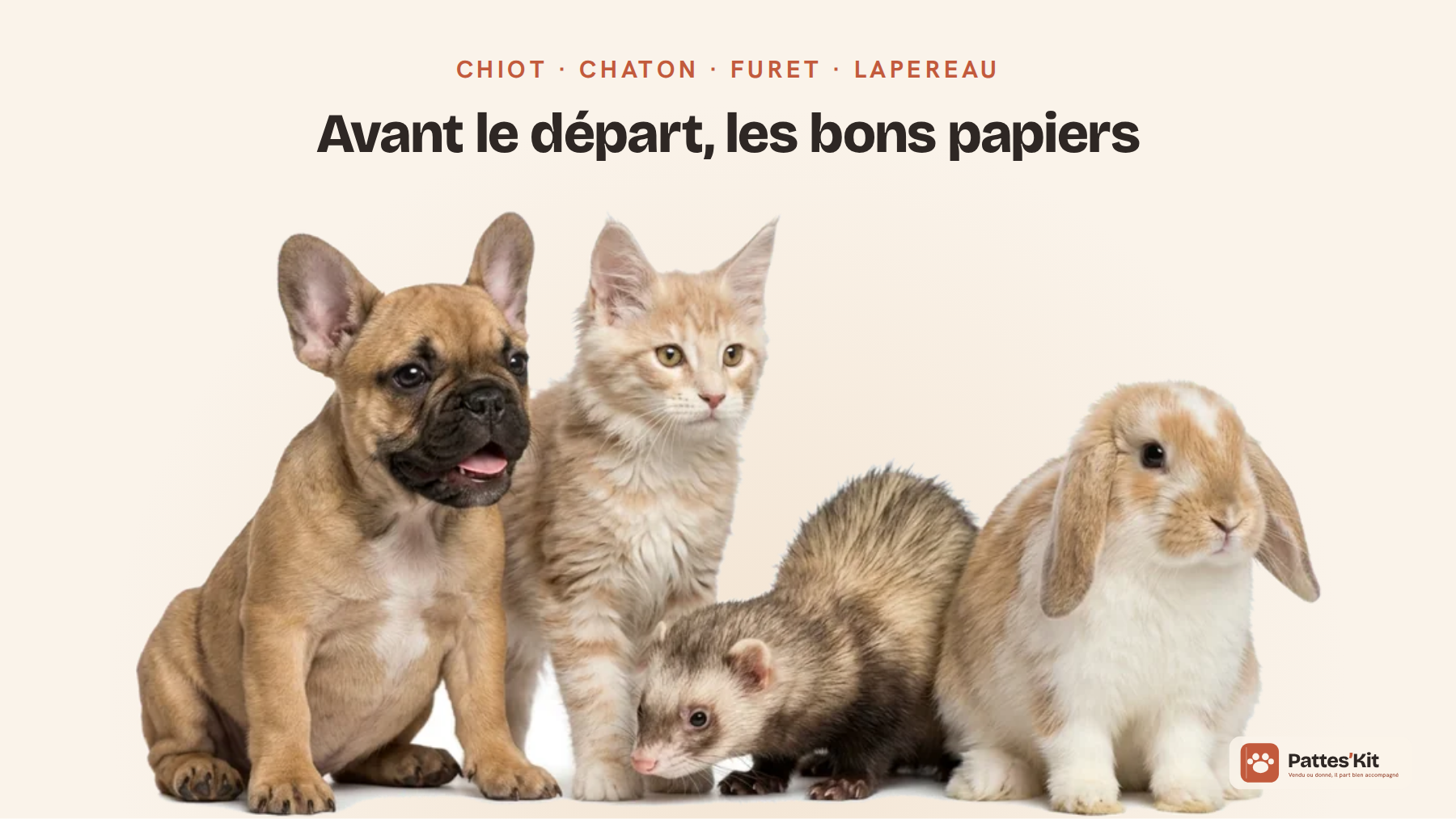 Chiot, chaton, furet ou lapereau : les papiers à préparer pour donner ou vendre une portée